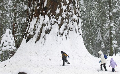Winter Among the Giants