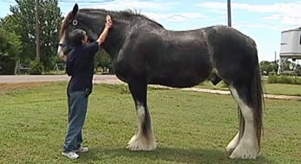 World's Biggest Horse Is in North Texas