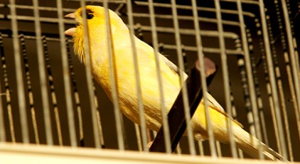 Finch Fighting Ring Busted in Connecticut: Cops