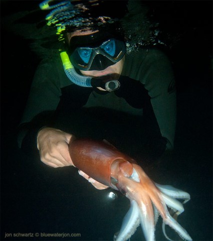 Mysterious Squid Loom in Local Waters