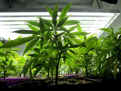 Prop 19 Rejected by Voters