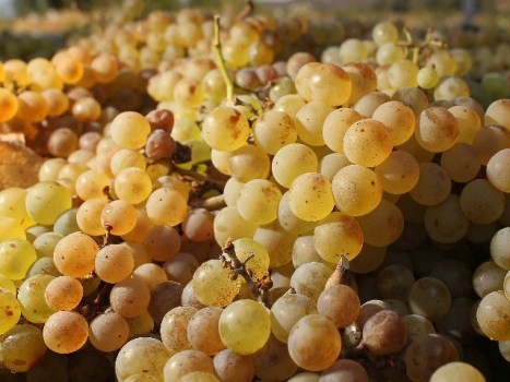 Lodi Grape Festival