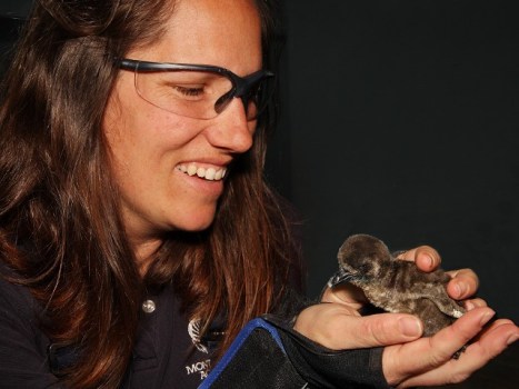 Awww Dept: Penguin Chicks in Monterey