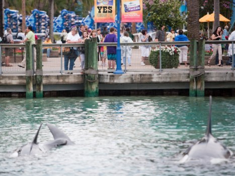 Oscar Winning Filmmakers of "The Cove" Call For an End to SeaWorld Shows