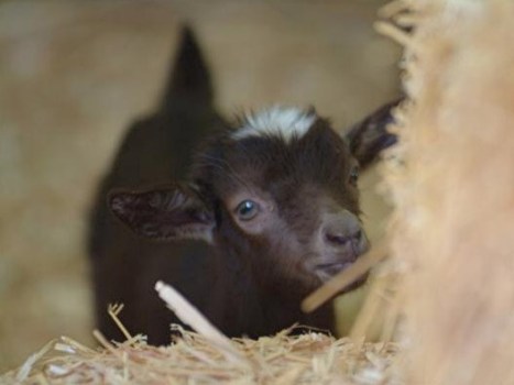 Fair Time in Riverside County