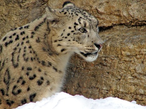 Sledding and Snow Leopards