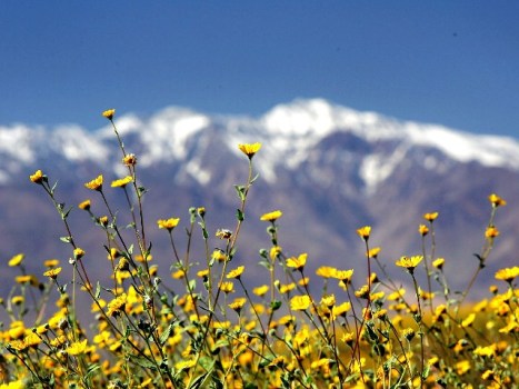Wildflowers and Wheelies