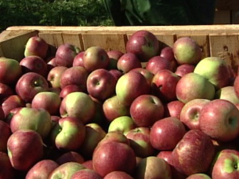 Take a Bite Into Apple Season