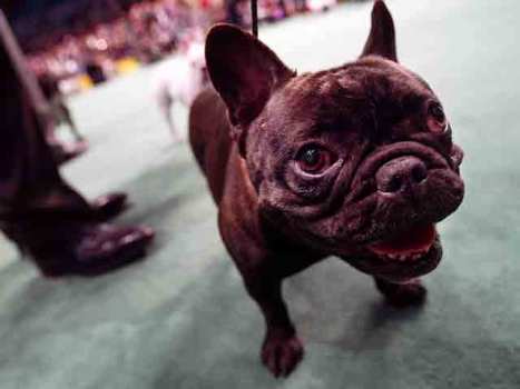 Brown's Vetoes: More Bark than Bite