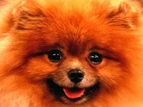 Luck Be a Lassie Tonight