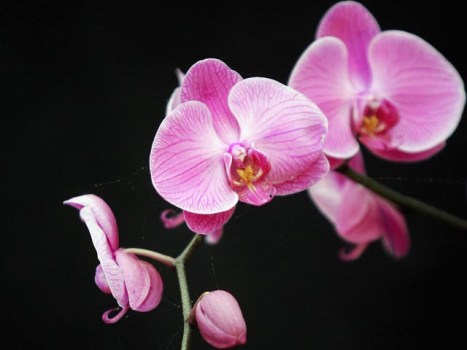 Santa Barbara's Orchid Extravaganza