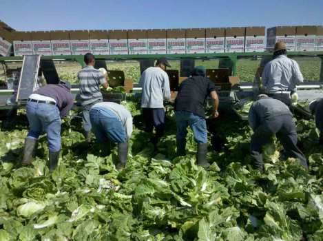 Brown Bails on Farmworker Bill 