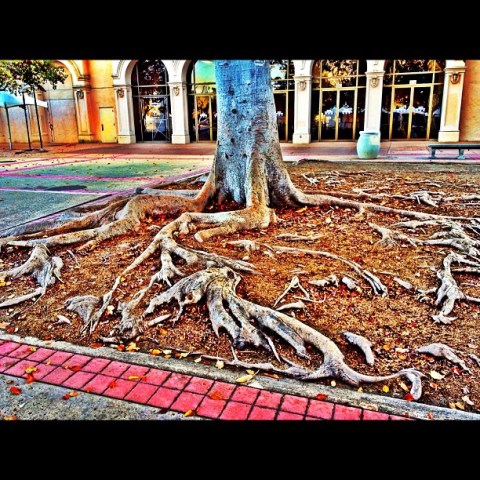 Your #BalboaPark Instagram Images 