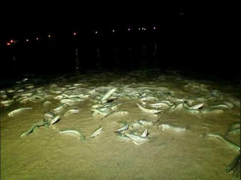http://media.nbcbayarea.com/images/KNSD_San_Diego_Explained_Grunion_Ru_080310_27_mezzn_640x480.jpg