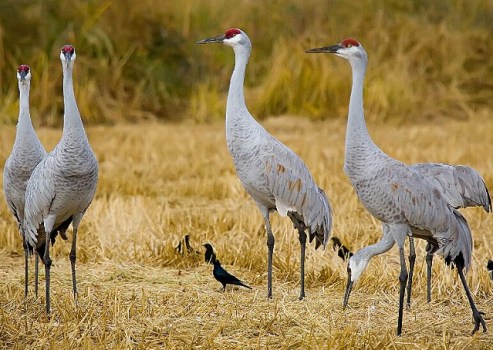 Sandhill Crane Festival