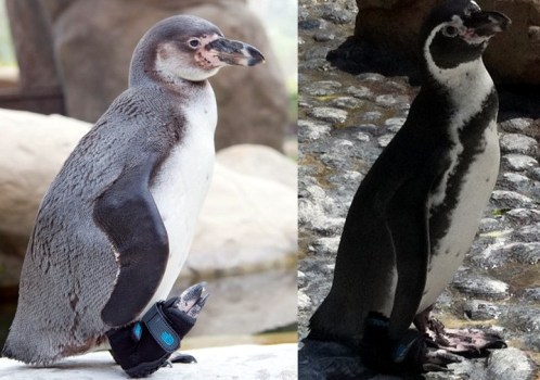 The Shoe-Wearing Penguin
