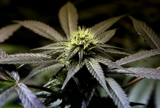 Oakland Sees Green and Stirs the Pot