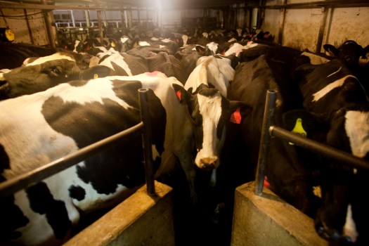 Opinion: No (Political) Red Meat