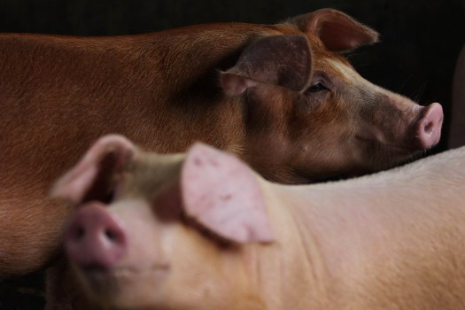 Flying Pigs: Can Enterprise Zones Produce Jobs?
