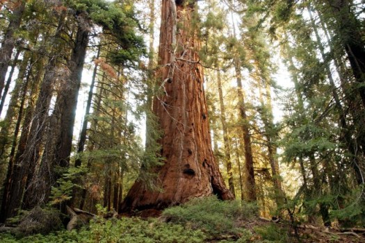 Free Park Visits for Public Lands Day