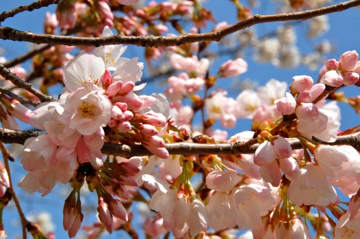 Cherry Blossom Festival