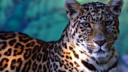 Visiting Endangered Cats