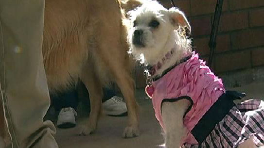 Scripps Memorial La Jolla Pet Fashion Show