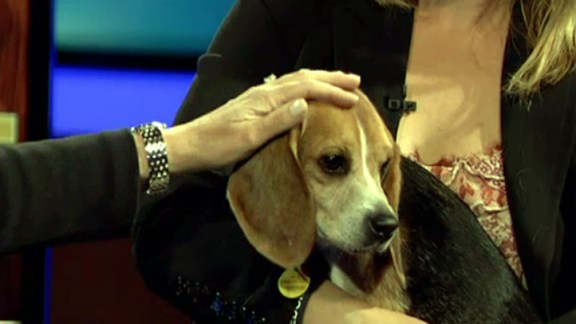 Rescued Beagles Looking for Love