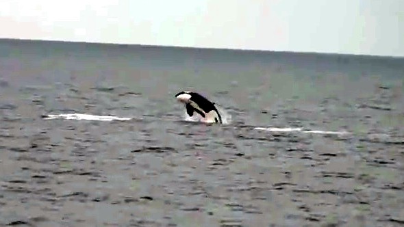 Killer Whales Off Newport Beach