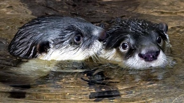 A San Diego Otter Goes Viral