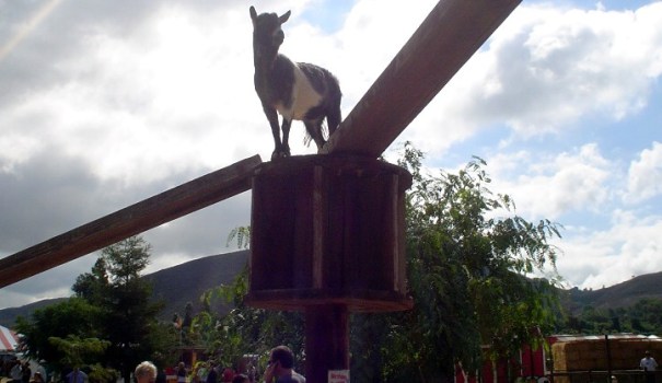 Goats in the Sky, Pumpkins on the Ground