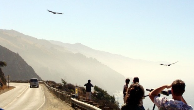Big Sur Condor Tours