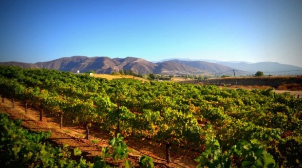 Temecula's World of Wine