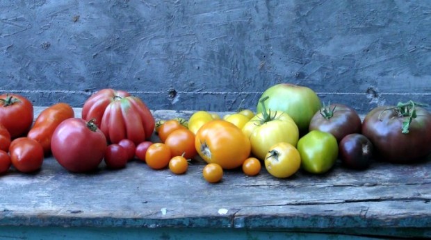 Tasty TomatoMania!