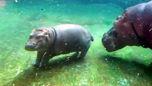 Tuesday Watch List: Hippos Go Berserk!