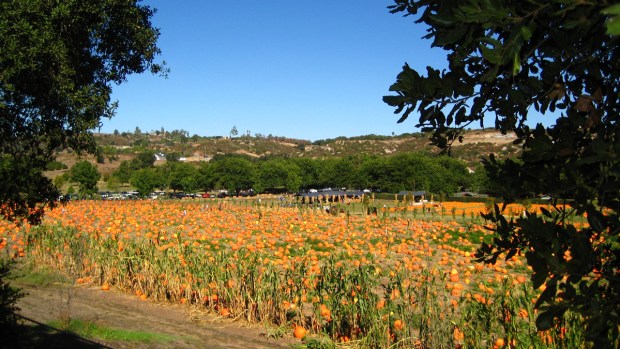 San Diego Pumpkin Patch Farms In South