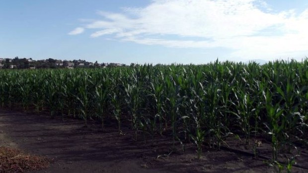 Big Horse Corn Maze