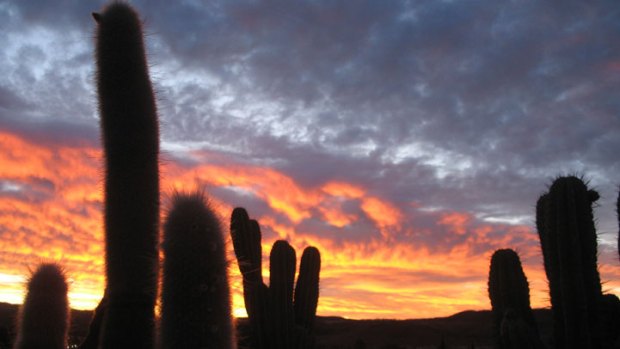 More Than Cacti