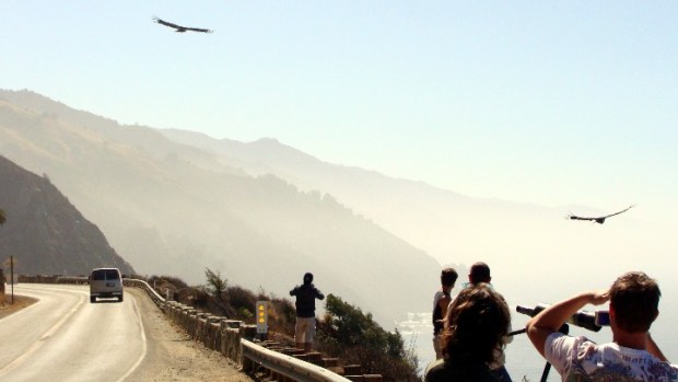 California Condor Viewing Tour