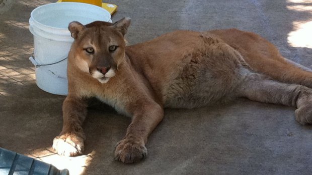 Dead Mountain Lion Inspires Law--And Sarcasm