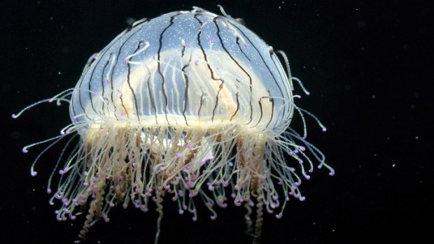 Jellies Galore