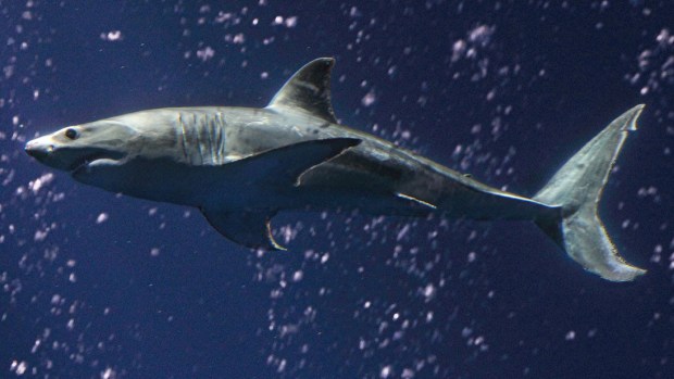 A Great White Bids Monterey Farewell
