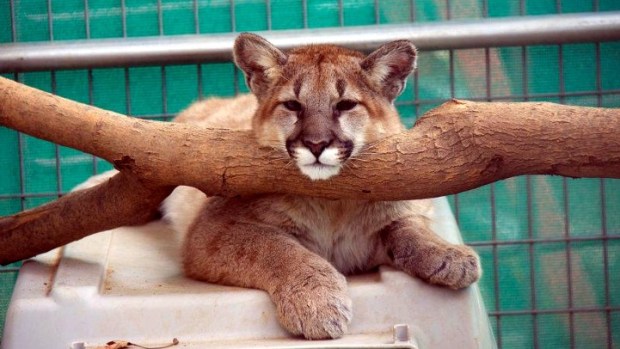 Mountain Lion Cubs' OC Zoo Debut