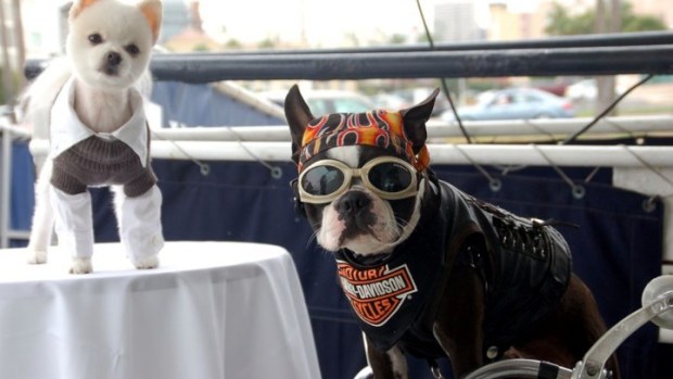 Pet Day on the Bay