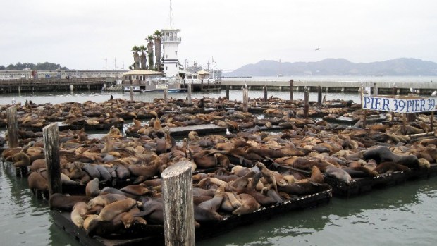Lucky 22 for the Pier 39 Sea Lions