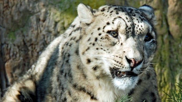 Snow Leopards Romp in Santa Barbara