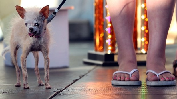World's Ugliest Dog Contest