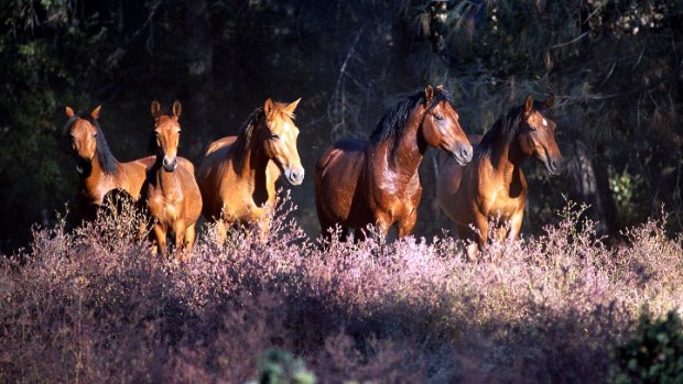 Wildflowers & Wild Horses