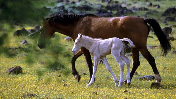 Wild Horse Sanctuary Open House