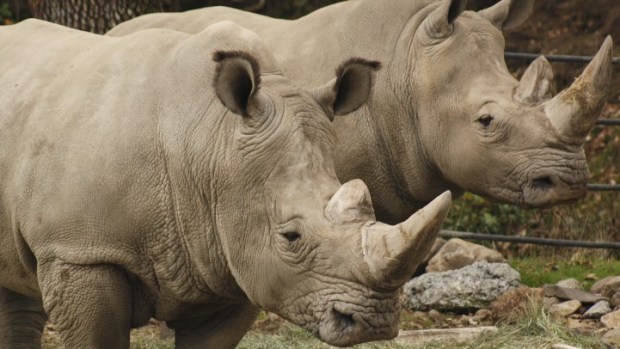 Wine and Rhinos